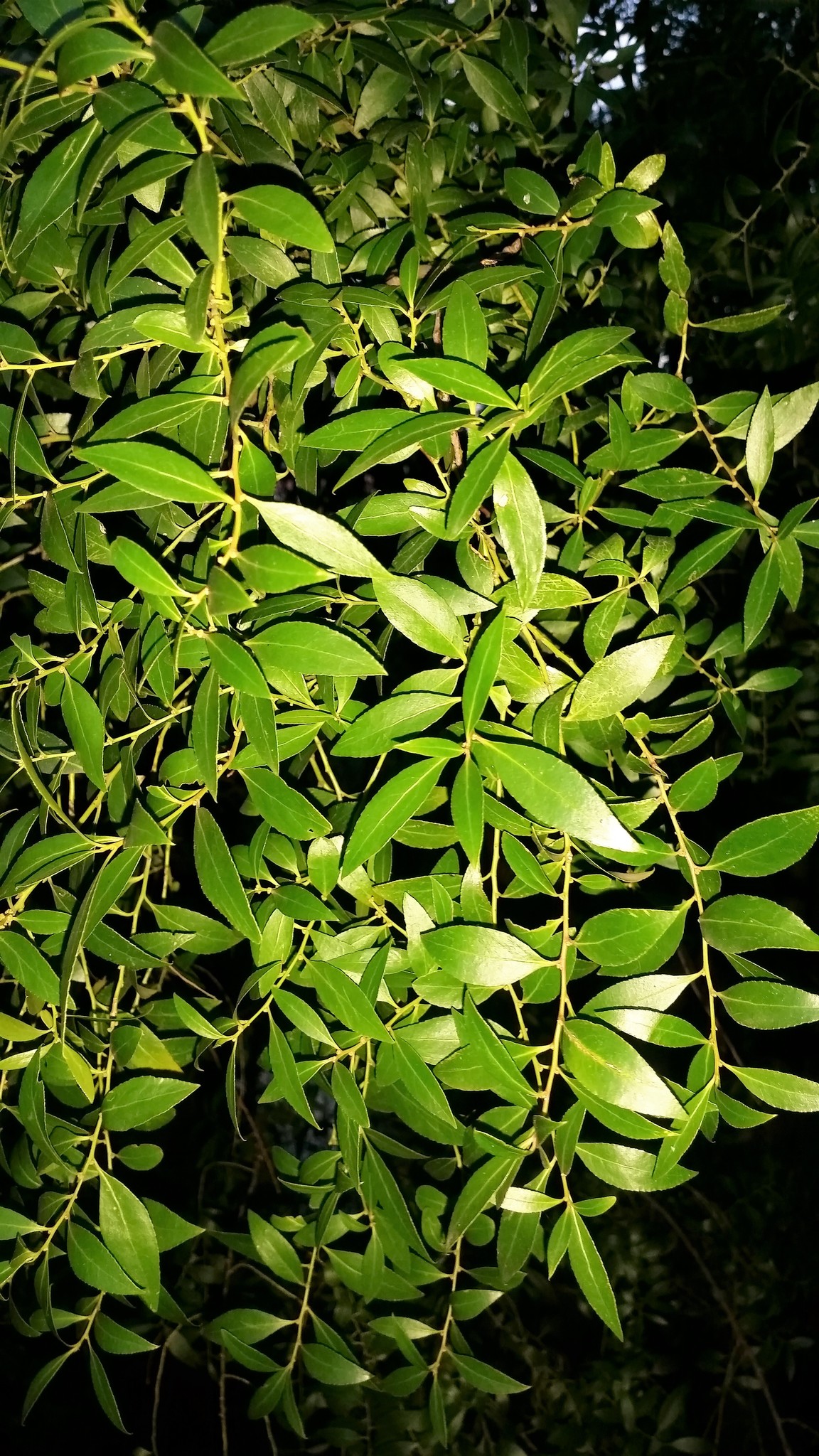 Maytenus boaria