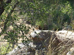 Achaetops pycnopygius