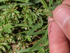 Panicum hallii