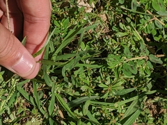 Panicum hallii