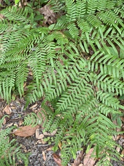 Pteridium caudatum