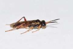 Taxonus epicera