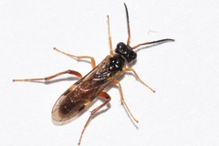 Taxonus epicera