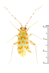 Orthotylinae