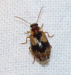 Lebia fuscata