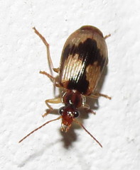 Lebia fuscata