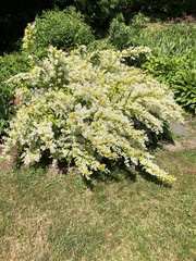 Deutzia gracilis