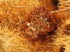 Belonogaster lateritia