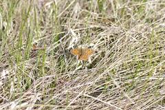 Melitaea phoebe