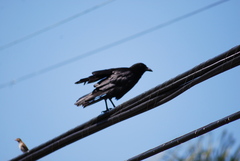 Corvus brachyrhynchos