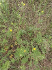 Potentilla approximata