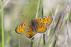 Melitaea trivia