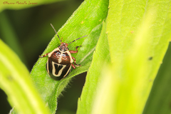 Perillus circumcinctus