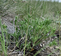 Xanthisma grindelioides