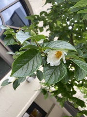 Stewartia