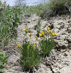 Stenotus armerioides