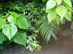 Mitrospingus cassinii