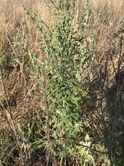 Chenopodium desiccatum leptophylloides