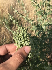 Chenopodium desiccatum leptophylloides