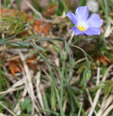 Linum alpinum