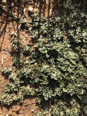 Guilleminea densa