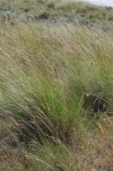 Pseudoroegneria spicata