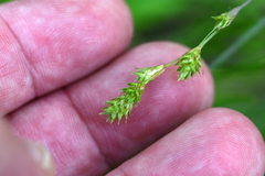 Carex tenera