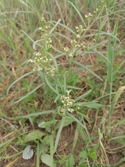 Vincetoxicum sibiricum