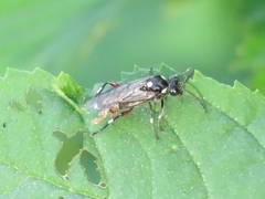 Macrophya punctumalbum