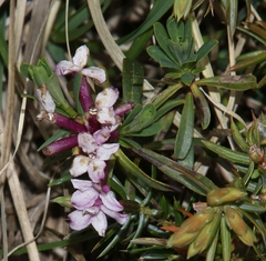 Daphne striata
