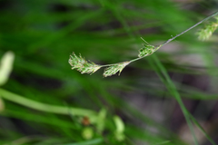 Carex tenera