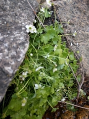 Kumlienia hystricula