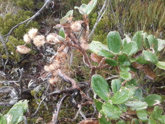 Macrolearia colensoi