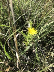 Xanthisma texanum drummondii