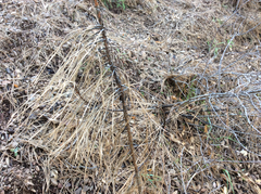 Pinus sabiniana