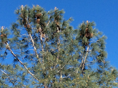 Pinus sabiniana