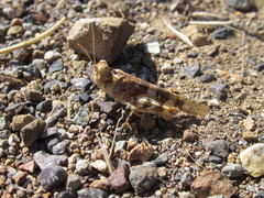 Trimerotropis ochraceipennis