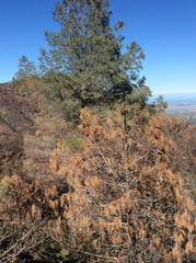 Pinus sabiniana