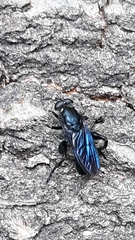 Chalcosyrphus chalybeus