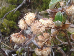 Macrolearia colensoi
