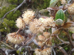 Macrolearia colensoi