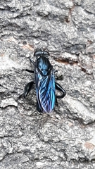 Chalcosyrphus chalybeus