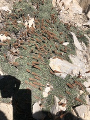 Petrophytum caespitosum caespitosum