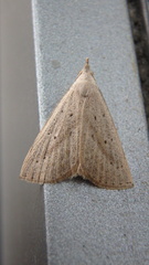 Macrochilo louisiana