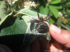 Araneus granadensis