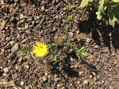 Xanthisma texanum drummondii