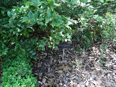 Sarcococca hookeriana