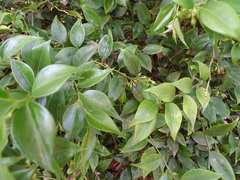 Sarcococca hookeriana