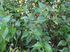 Sarcococca hookeriana