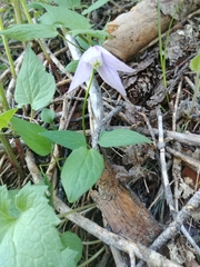 Clematis occidentalis